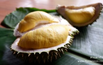 ปั้นทุเรียนเบญจพรรณ ให้เป็น ทุเรียนขั้นเทพ (Divine durian)
