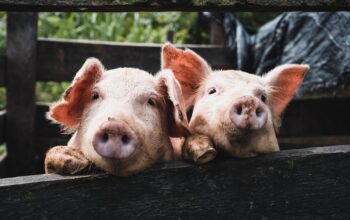 นโยบายรัฐ: ตัวชี้วัดความอยู่รอดของอุตสาหกรรมหมูไทย