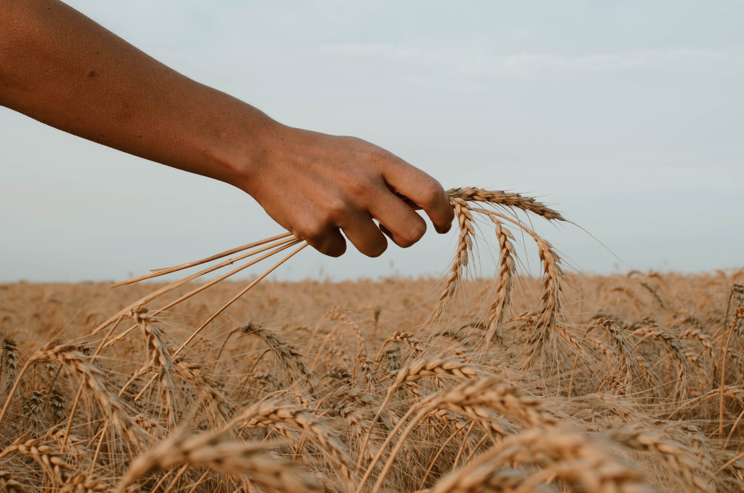 Managerial Economics of Farm Business