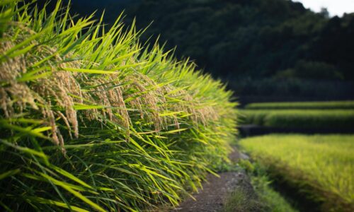 01119321 – Agricultural Production Economics