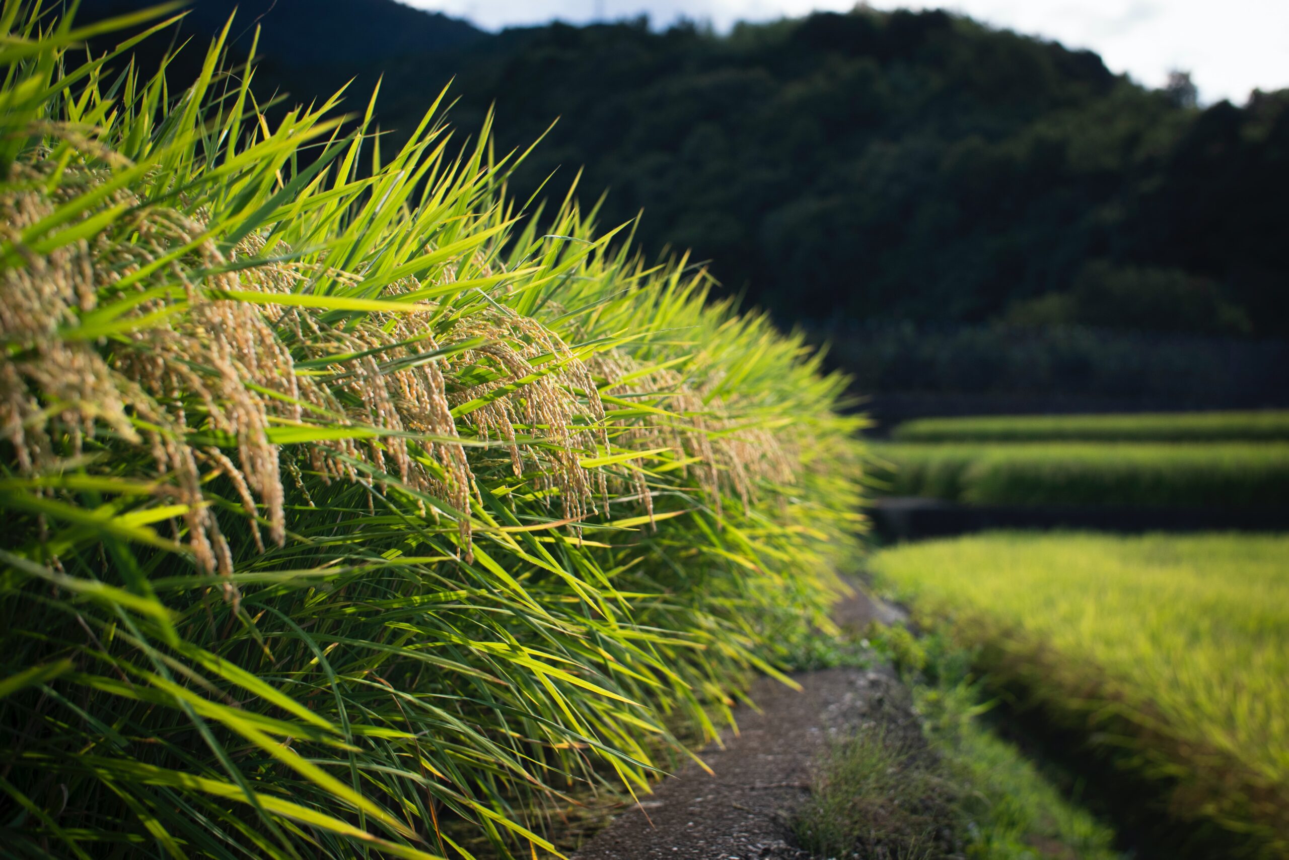 01119321 – Agricultural Production Economics