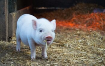 อนาคตของหมูไทย 2568 คนไทยต้องกินหมูแพง แต่รายเล็กอาจไปไม่รอด
