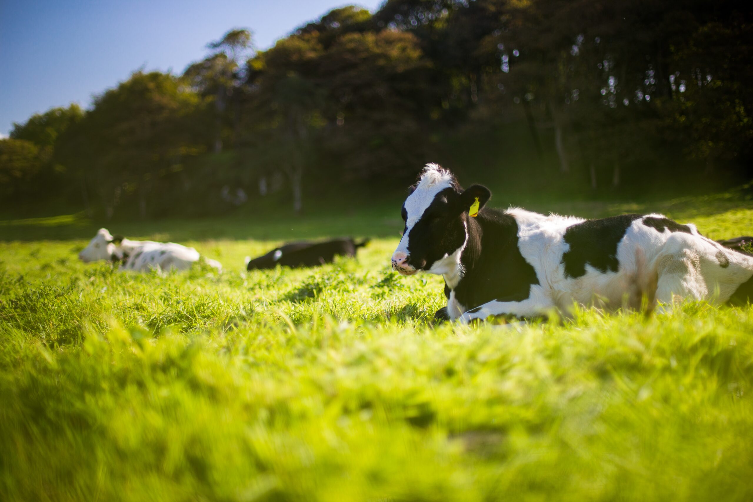 01123362 Economics of Livestock and Management