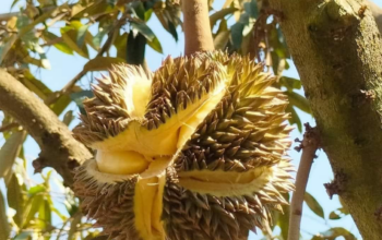ยุทธศาสตร์ทุเรียนไทย ที่หนึ่งในใจ หาใช่ยอดขาย