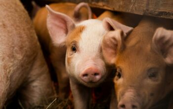 วิกฤตสุกรไทยปี 2569: เมื่อ “ยาแก้ปวด” ไม่ใช่คำตอบของการรักษาโรคเรื้อรัง